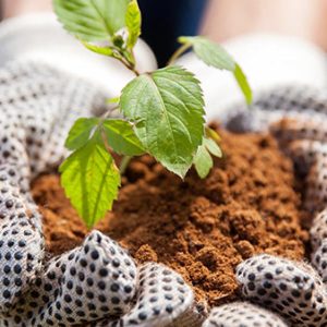gloved hands hold soil and pant.